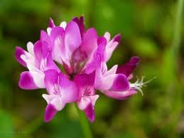 Flower Seeds, Seeds,Seeds For Planting,Plant Seeds