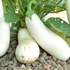 Vegetable Seeds,Garden seeds, Seeds For Planting,Plant Seeds
