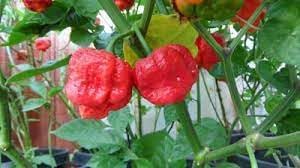 Vegetable Seeds,Garden seeds, Seeds For Planting,Plant Seeds