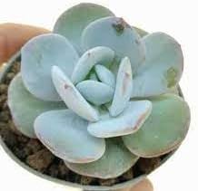 Flower Seeds, Seeds,Seeds For Planting,Plant Seeds