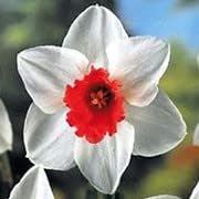 Flower Seeds, Seeds,Seeds For Planting,Plant Seeds