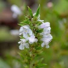 Winter Savory Seeds (Satureja montana) for Planting – Organic, Heirloom, Non-GMO Culinary Herb for Gardens