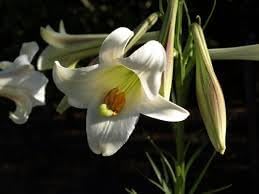 Flower Seeds, Seeds,Seeds For Planting,Plant Seeds