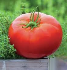 Vegetable Seeds,Garden seeds, Seeds For Planting,Plant Seeds