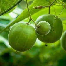 Fruit Seeds,Garden seeds, Seeds For Planting,Plant Seeds