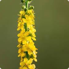 Flower Seeds, Seeds,Seeds For Planting,Plant Seeds