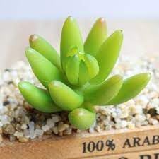 Flower Seeds, Seeds,Seeds For Planting,Plant Seeds