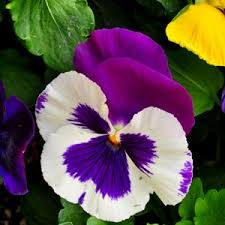 Pansy Flower Seeds for Planting - Violet & White, Heirloom, Non-GMO, High Germination Organic Garden Seeds Mix