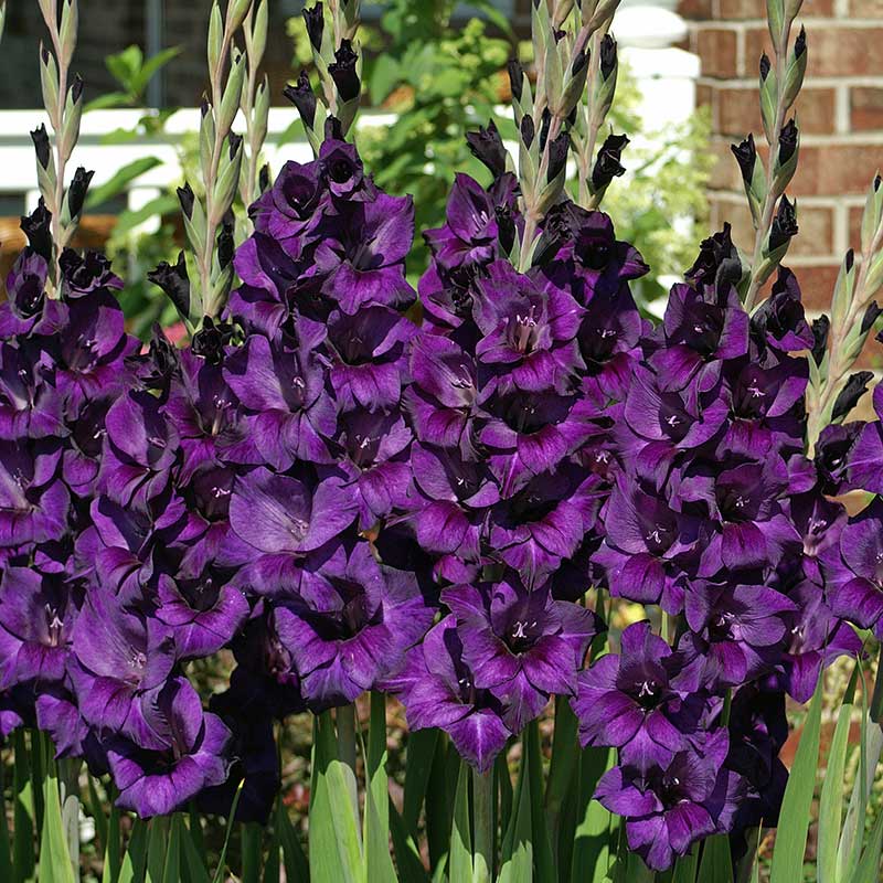 Dark Violet Gladiolus Flower Seeds for Planting – Heirloom, Non-GMO, Hardy High-Germination Bulbs