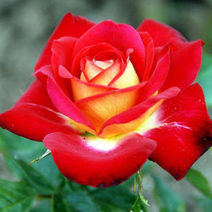 Flower Seeds, Seeds,Seeds For Planting,Plant Seeds