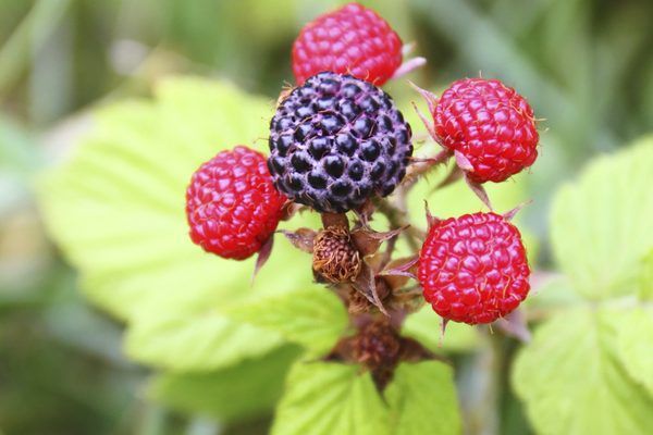 Dewberry Fruit Seeds – Heirloom, Non-GMO Seeds for Easy-to-Grow Juicy Berry Vine Planting