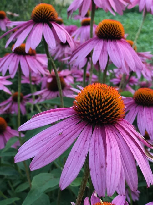 Purple Echinacea Flower Seeds for Planting – Compact Growth, Heirloom & Non-GMO Organic Garden Seeds