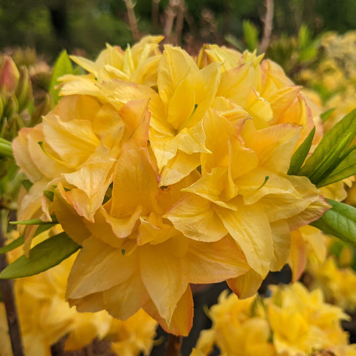 Dark Yellow Azalea Flower Seeds for Planting – Sun Loving, Heirloom & Non-GMO Organic Garden Seeds