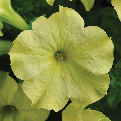 Flower Seeds, Seeds,Seeds For Planting,Plant Seeds