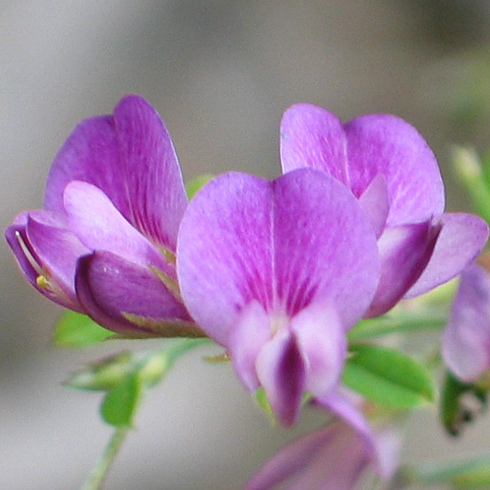 Flower Seeds, Seeds,Seeds For Planting,Plant Seeds