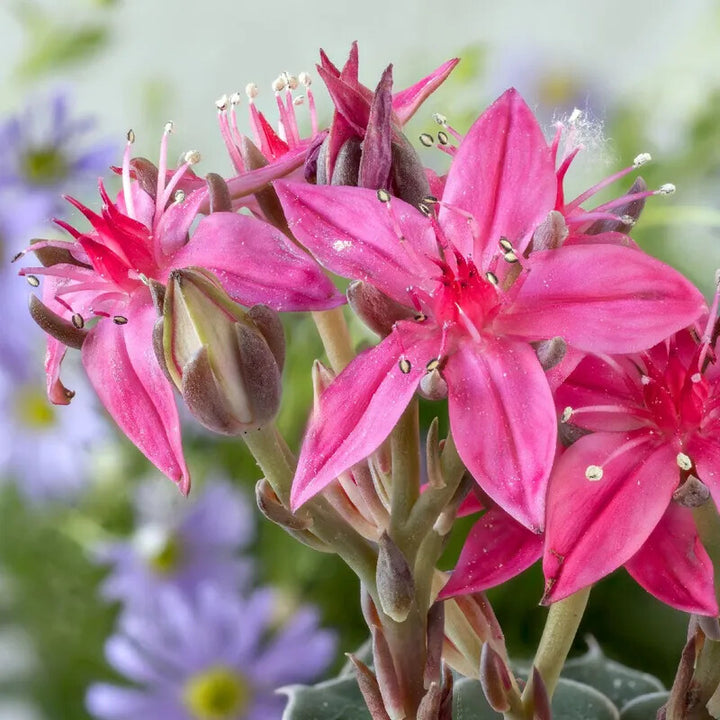 Graptopetalum Bellum Flower Seeds for Planting – Heirloom Non-GMO, High Germination Organic Garden Seeds