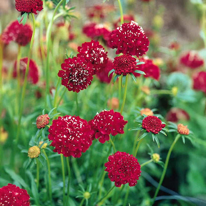 Flower Seeds, Seeds,Seeds For Planting,Plant Seeds