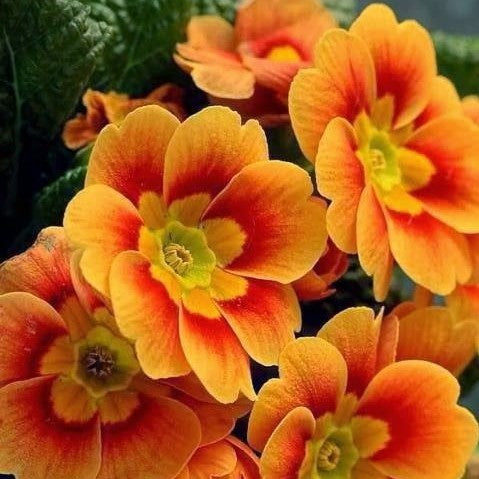 Orange Primula Malacoides Flower Seeds for Planting – Heirloom Non-GMO Organic Garden Seeds with High Germination