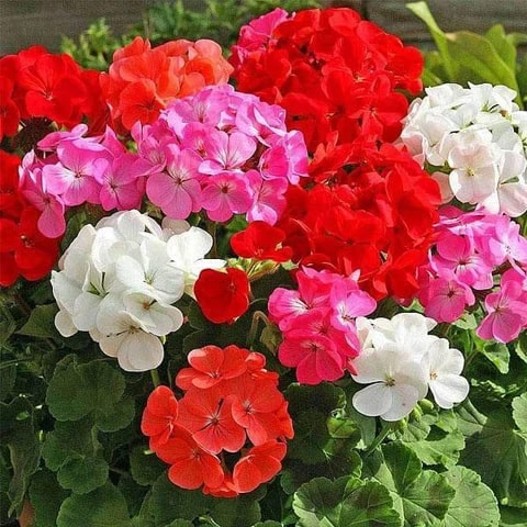 Geranium Flower Seeds for Planting – Premium Quality, Heirloom & Non-GMO Organic Garden Seeds