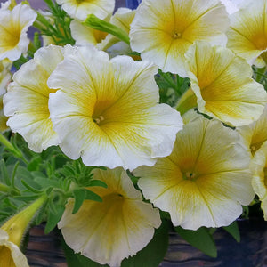 Flower Seeds, Seeds,Seeds For Planting,Plant Seeds