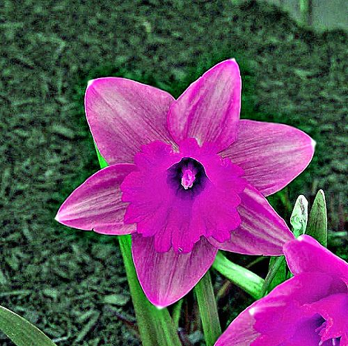 Dark Pink Narcissus Flower Seeds for Planting – Heirloom Non-GMO Seeds for Planting, High Germination