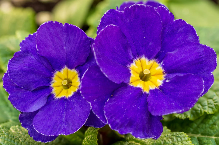 Purple Yellow Primula Malacoides Seeds – Heirloom, Non-GMO, High Germination Seeds for Planting Home Garden