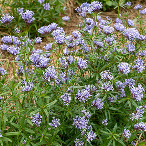 Flower Seeds, Seeds,Seeds For Planting,Plant Seeds