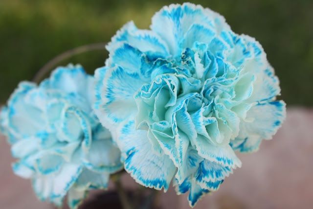 Sky Blue Carnation Flower Seeds for Planting – Bright Blooms, Heirloom & Non-GMO Home Garden Seeds