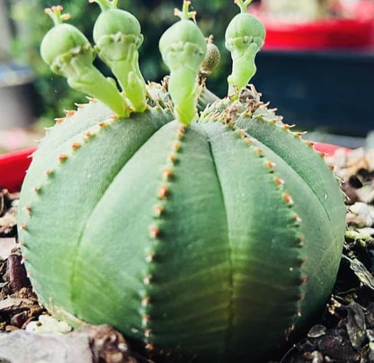 Green Euphorbia Obesa Flower Seeds for Planting – Heirloom, Non-GMO Border-Perfect Organic Garden Seeds