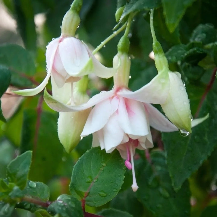 Light Green Fuchsia Flower Seeds for Planting – Heirloom Non-GMO High Germination Organic Garden Seeds
