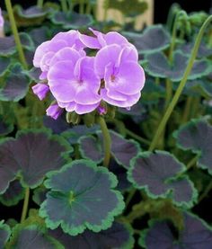 Violet Pelargonium Flower Seeds for Planting – Heirloom, Non-GMO, High Germination Organic Garden Seeds