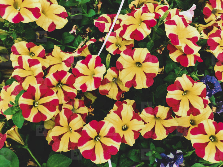 Pink & Yellow Petunia Flower Seeds for Planting – Heirloom, Non-GMO, High Germination Garden Seeds