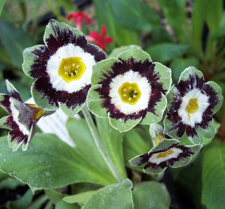 Black Green Primula Flower Seeds for Planting – Heirloom, Non-GMO, High Germination Garden Seeds