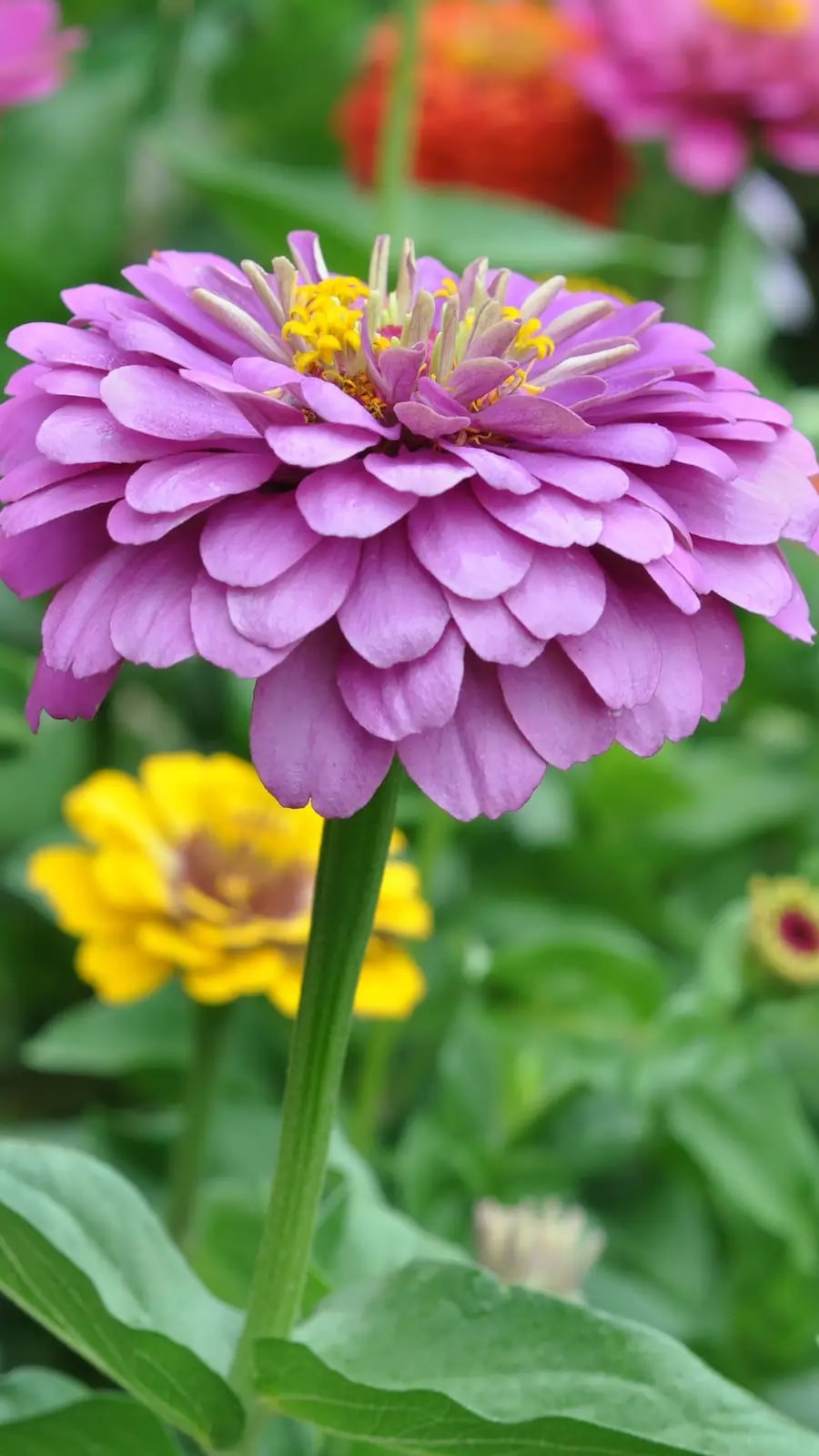 Purple Yellow Zinnia Flower Seeds for Planting – Long Bloom Season, Heirloom, Non-GMO Home Garden Seeds