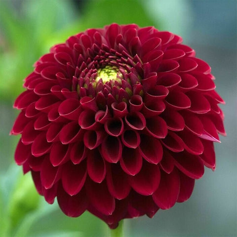 Flower Seeds, Seeds,Seeds For Planting,Plant Seeds