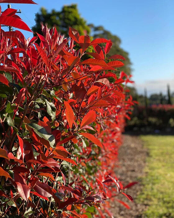 Red Photinia Flower Seeds for Planting – Heirloom Non-GMO, High Germination Organic Garden Seeds