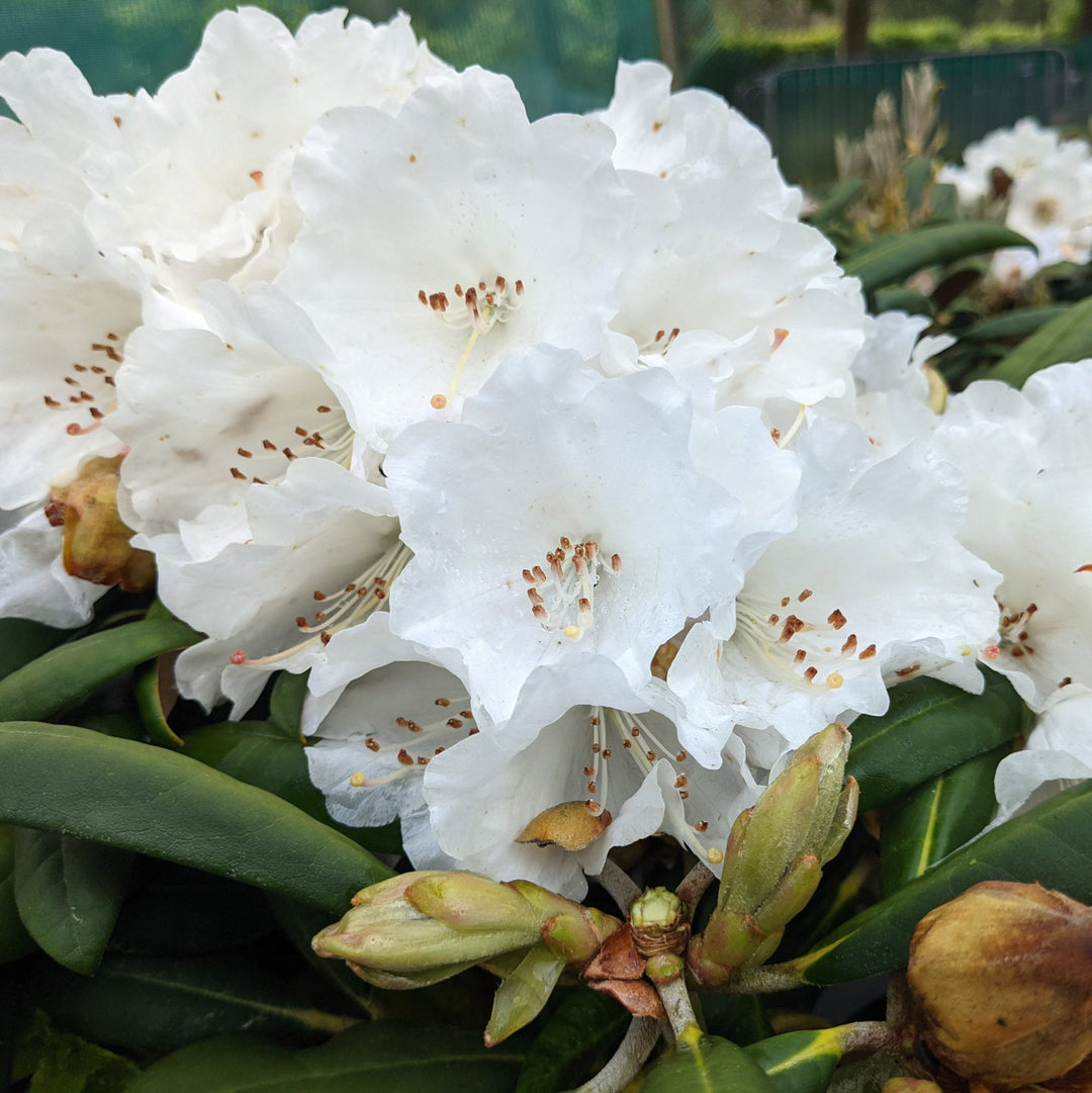 White Rhododendron Flower Seeds for Planting – Heirloom, Non-GMO, High Germination