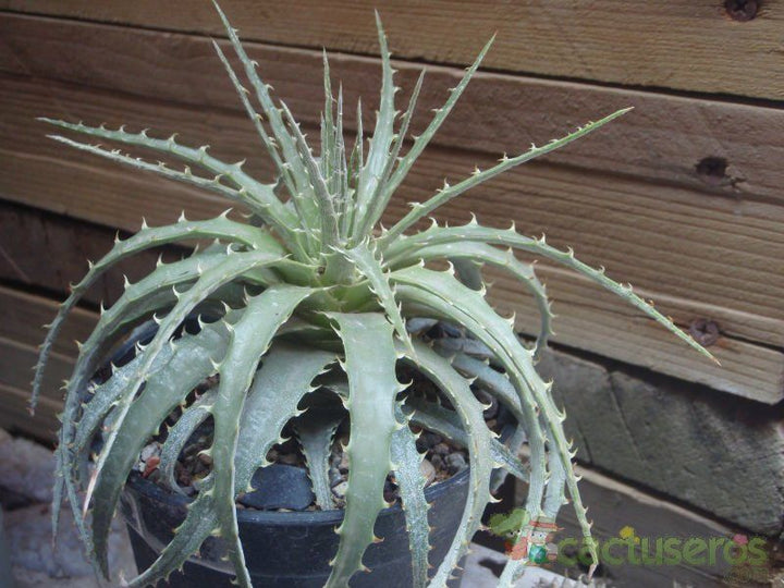 Green Hechtia Argentea succulent seeds for planting – Heirloom & Non-GMO garden seeds for drought-tolerant decor