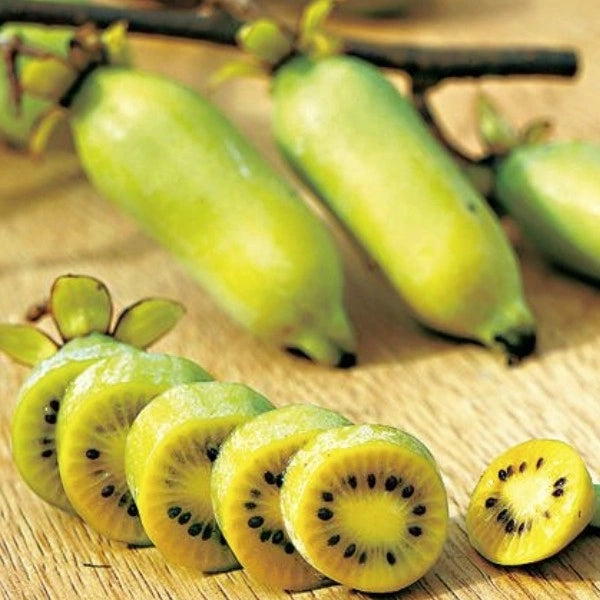 Actinidia Polygama fruit seeds for planting - Heirloom & Non-GMO Garden seeds