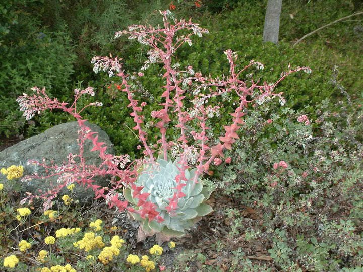 Dudleya Flower Seeds for Planting – Heirloom Non-GMO, High Germination Organic Garden Seeds