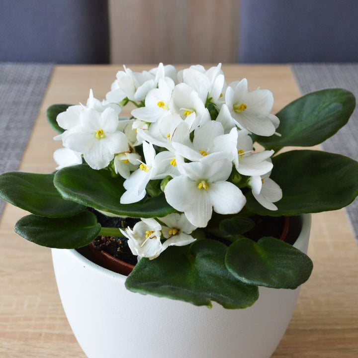 White Saintpaulia Flower Seeds for Planting – Heirloom Non-GMO, High Germination Organic Garden Seeds