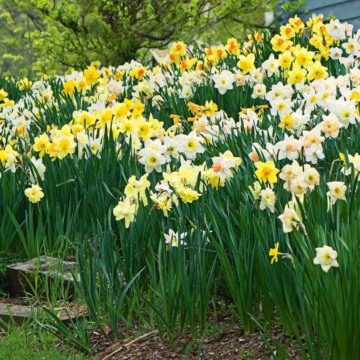 Mixed Colour Narcissus Flower Seeds for Planting – Heirloom Non-GMO High Germination Seeds