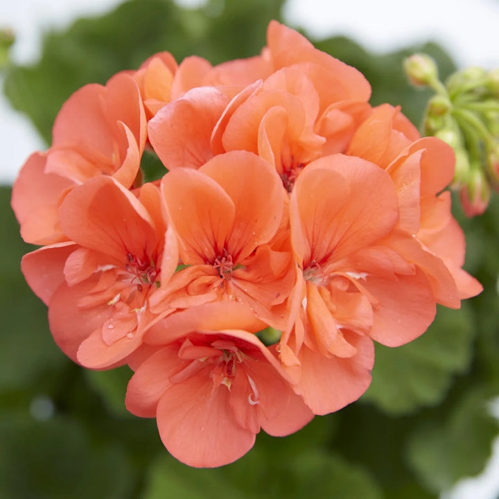 Light Orange Geranium Flower Seeds for Planting – Heirloom, Non-GMO, High Germination Organic Garden Seeds