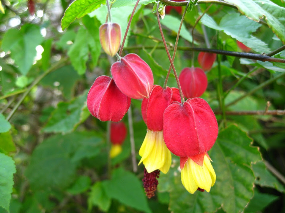 Red Pyrostegia Venusta Flower Seeds for Planting – Heirloom, Non-GMO, High Germination Organic Garden Seeds