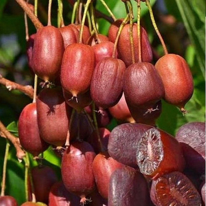 Scarlet Kiwi fruit seeds for planting - Heirloom & Non-GMO Garden seeds