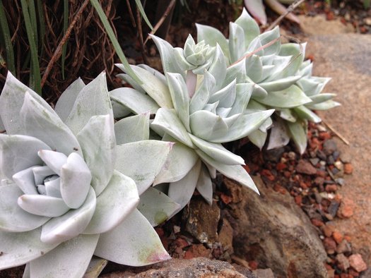 Dudleya Farinosa Succulent Seeds for Planting – Heirloom, Non-GMO, High Germination, Easy to Grow