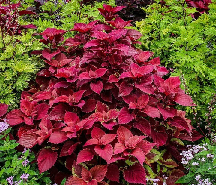 Deep Red Dragon Coleus Seeds for Planting – Heirloom, Non-GMO, Colorful Display, High Germination