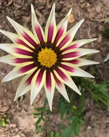 Flower Seeds, Seeds,Seeds For Planting,Plant Seeds
