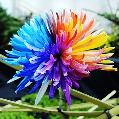 Rainbow Chrysanthemum Flower Seeds for Planting – Heirloom Non-GMO, High Germination Organic Garden Seeds