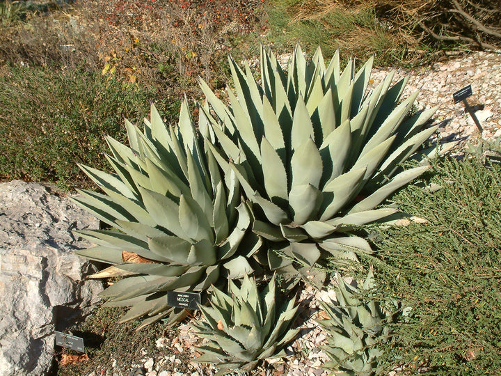 Green Agave Parryi Flower Seeds for Planting | Heirloom Non-GMO, High Germination, Organic Garden Seeds